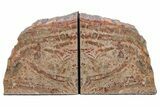 Tall, Arizona Petrified Wood Bookends #210821-1